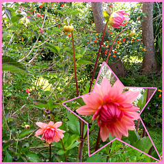 I caught the 2024 first dahlia's bloom