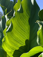 Calla Leaf