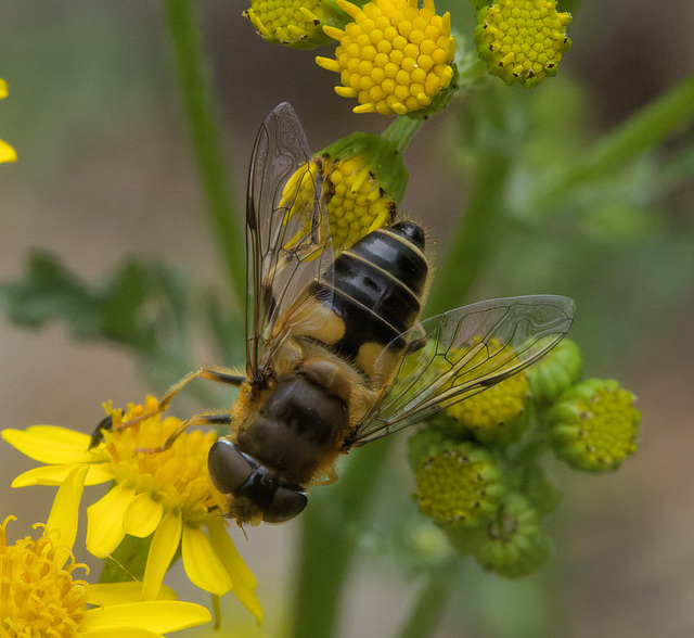 5T2A8321-CR3 DxO DeepPRIME -1Hoverflyv3