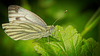 Der Grünader Weißling (Pieris napi) am Blatt :)) The Green-veined White butterfly (Pieris napi) on the leaf :)) Le Piéride du navet (Pieris napi) sur la feuille :))