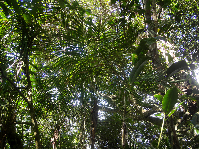 ipernity: DSC01405 - gamiova Geonoma schottiana, Arecaceae - by Fabiano ...