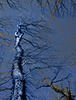 Tree Phantasy (3/3) (2 PiP)