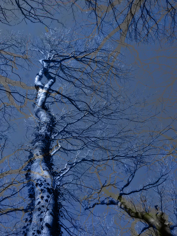Tree Phantasy (3/3) (2 PiP)