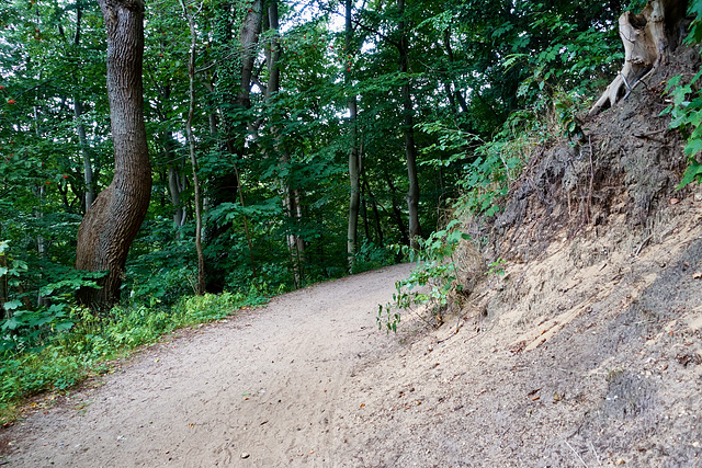 -waldweg-01358-co-21-08-16