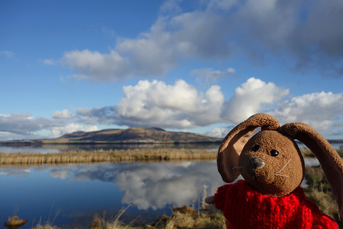 Spring is in the air (Rabbit hopes) on the shore of Loch Leven