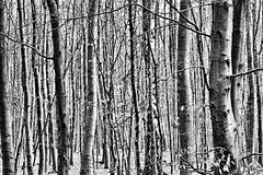 beech woods bw