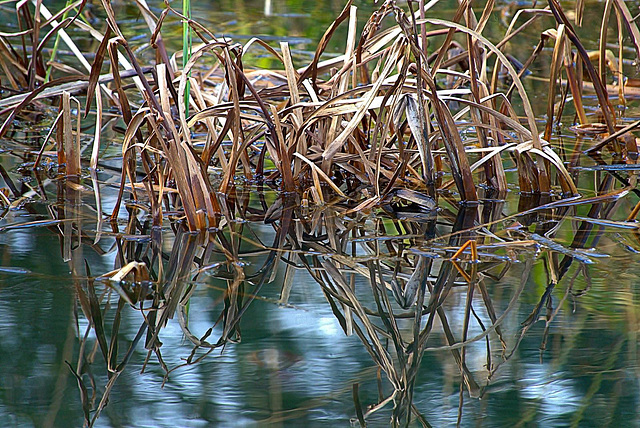 Reeds and Grasses 4