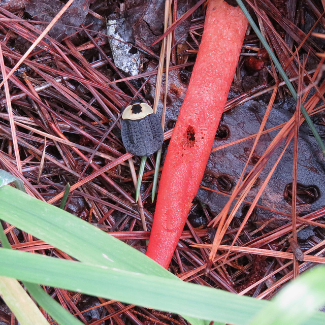 Carrion beetle w/ fungus