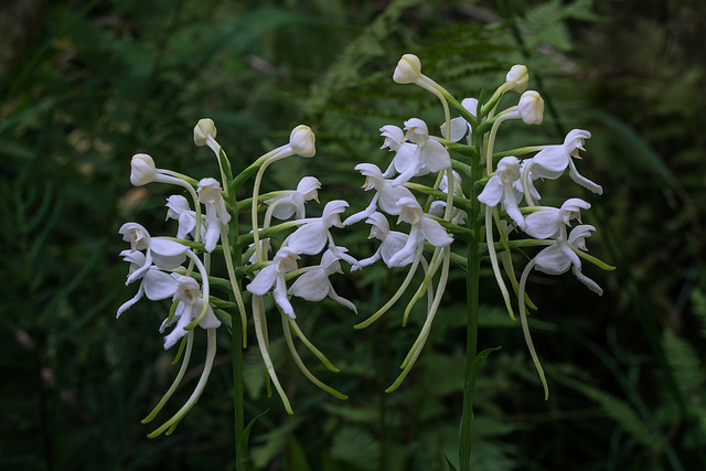 Platanthera integrilabia (White Fringeless orchid)