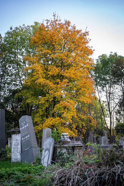 Im alten jüdischen Friedhofsteil.