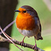 Robin