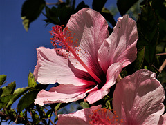 Hibiscus