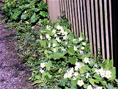 So many primroses alongside the fence.
