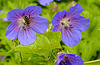 20210606 0526CPw [D~LIP] Blume, Honigbiene, UWZ, Bad Salzuflen