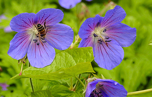 20210606 0526CPw [D~LIP] Blume, Honigbiene, UWZ, Bad Salzuflen