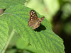 Speckled Wood Butterfly