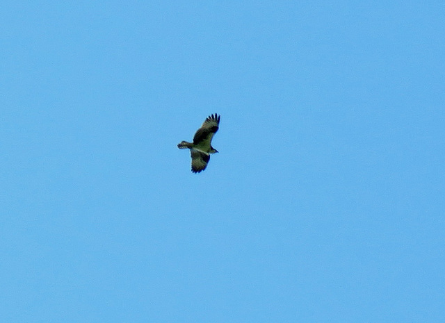 Osprey soaring high above me