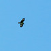 Osprey soaring high above me