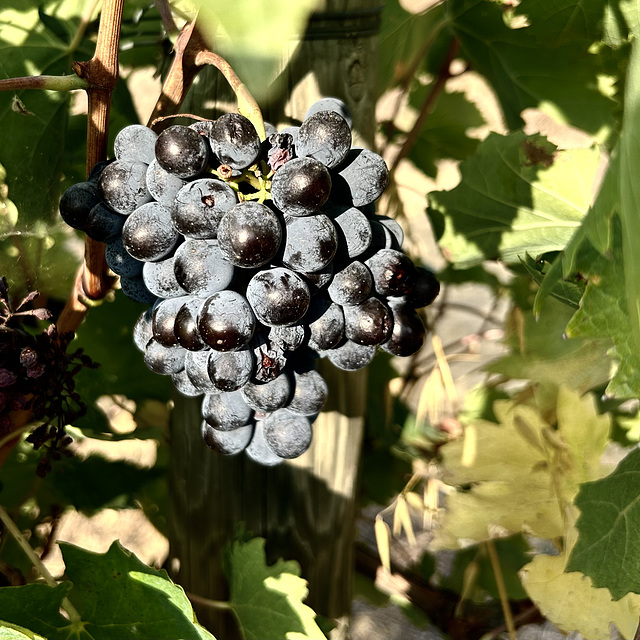 Sangiovese.