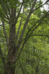 EJ Roberts Park in North Bend