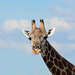 Botswana, Chobe National Park, Portrait of Young Giraffe
