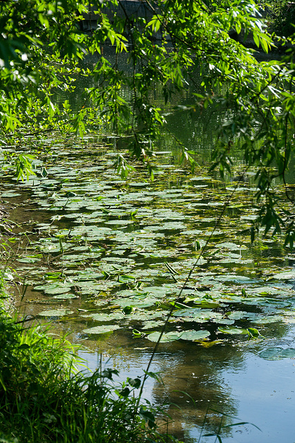 L'Yerres, rivière sauvage d'Île-de-France (3)