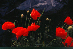 Papaver