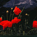 Papaver