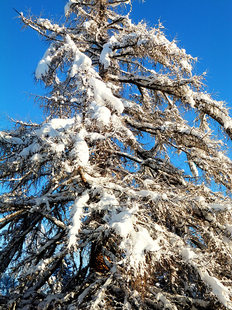 Lärche mit Neuschnee.  ©UdoSm