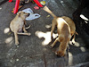 street puppies