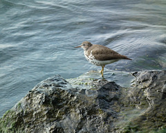 chevalier grivelé / spotted sandpiper