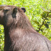 IMG 0286malecapybara
