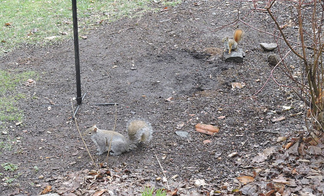Gray Squirrel on left, Red on right. You can see the size difference.