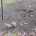 Gray Squirrel on left, Red on right. You can see the size difference.