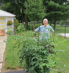 Our tomato forest