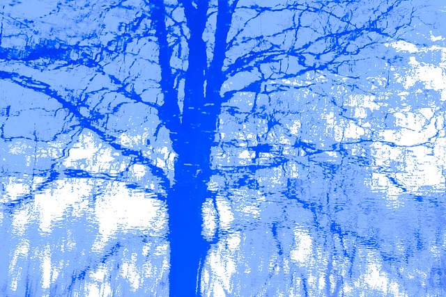 Blue Tree