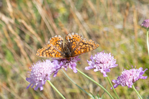 Marsh Fritillary-DSA1369