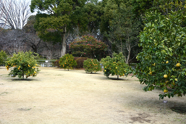 Tokyo, In the Eastern Garden of the Imperial Palace