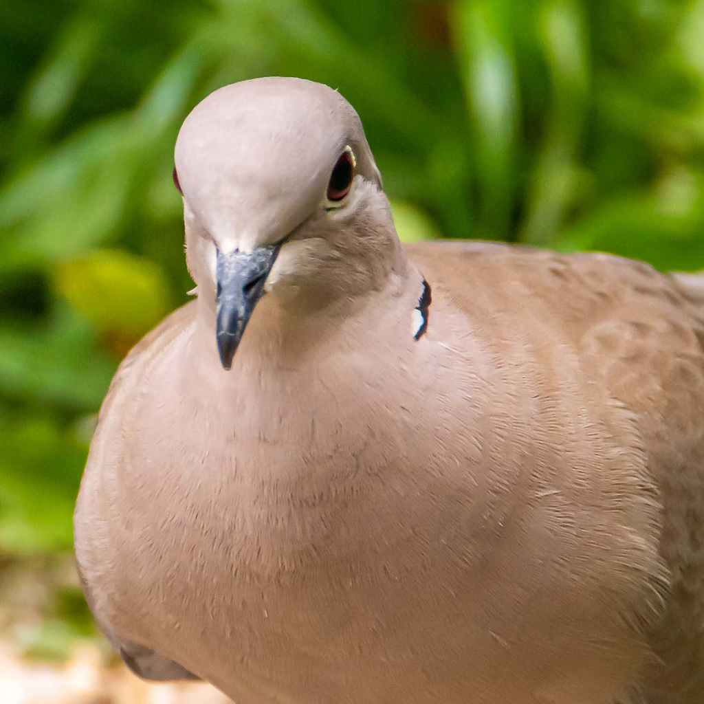 Collared dove