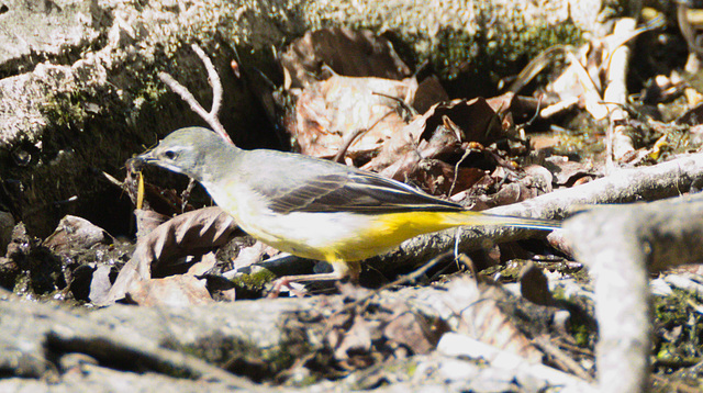 EF7A0744Wagtail