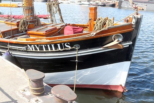 Mytilus
