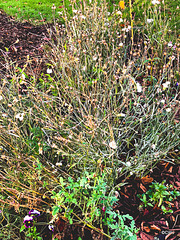 Wildflowers in December