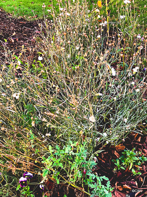 Wildflowers in December