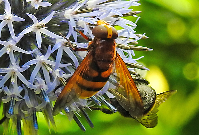 20210802 2337CPw [D~LIP] Hornissen-Schwebfliege (Volucella zonaria), Kugeldistel (Echinops babaticus), Bad Salzuflen