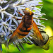 20210802 2337CPw [D~LIP] Hornissen-Schwebfliege (Volucella zonaria), Kugeldistel (Echinops babaticus), Bad Salzuflen