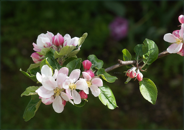 Apfelblüten