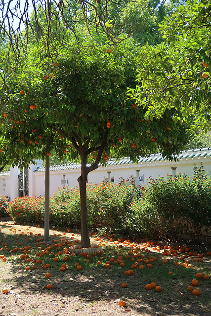 Seville oranges