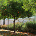 Seville oranges