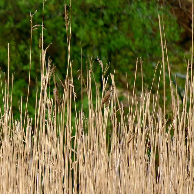 A distant Sedge Warbler