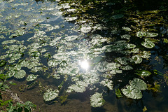 L'Yerres, rivière sauvage d'Île-de-France (4) L'Yerres, rivière sauvage d'Île-de-France (4)